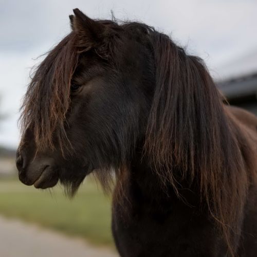 Lilo is een shetlander merrie geboren op 01-07-2017