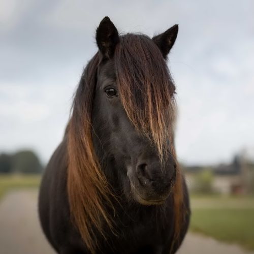 Roosje is een shetlander merrie geboren op 17-05-2001