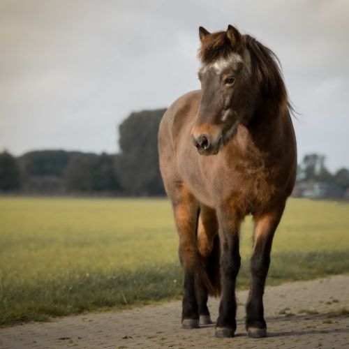 Drotting is een IJslandse merrie geboren op 05-05-1996